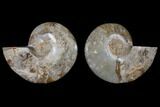 Daisy Flower Ammonite (Choffaticeras) - Madagascar #125496-1